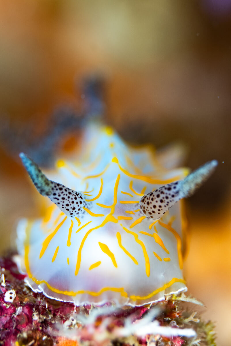 海蛞蝓生態特寫